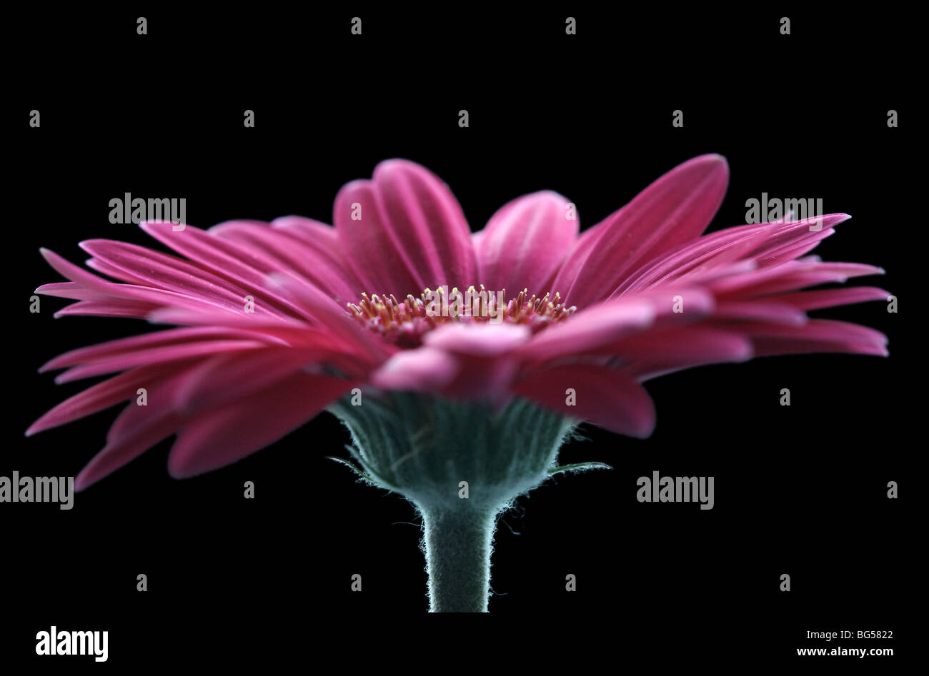Pink Gerbera daisy flower against a black background Stock Photo - Alamy