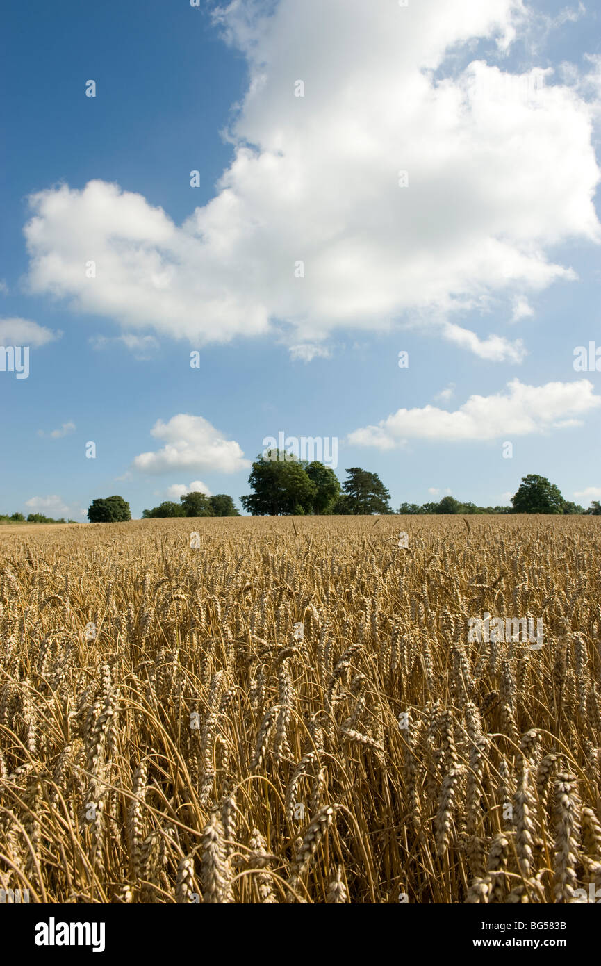 Field wheat crop blue hi-res stock photography and images - Alamy