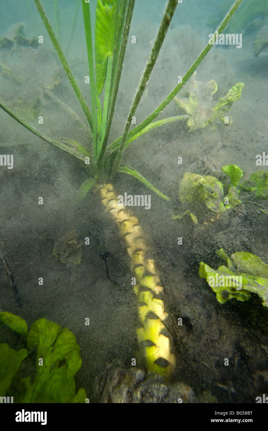 The rhizome of a yellow water-lily (Nuphar lutea), in a Jura lake (France). Rhizome de nénuphar jaune dans un lac Jurassien. Stock Photo