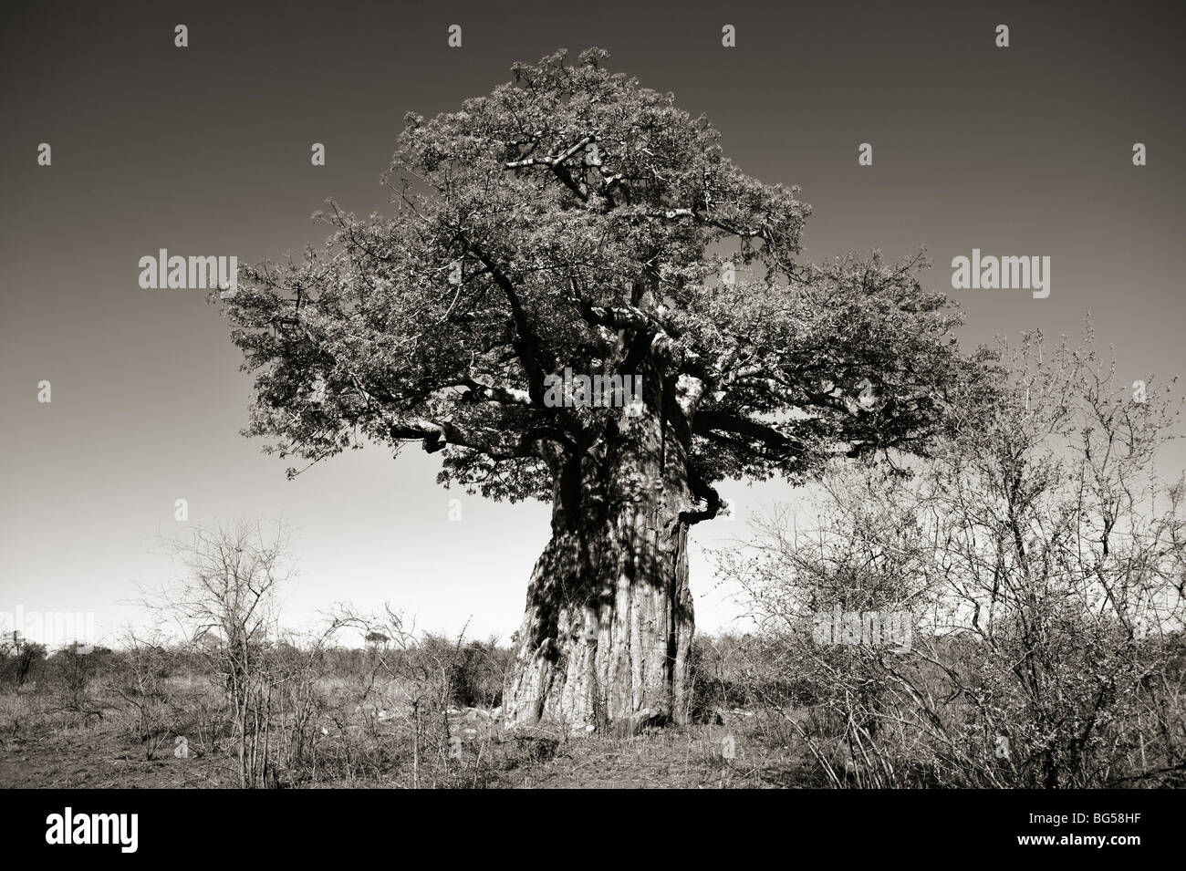 Baobab Tree. Kruger National Park. South Africa.  A giant baobab tree in the African bush Stock Photo