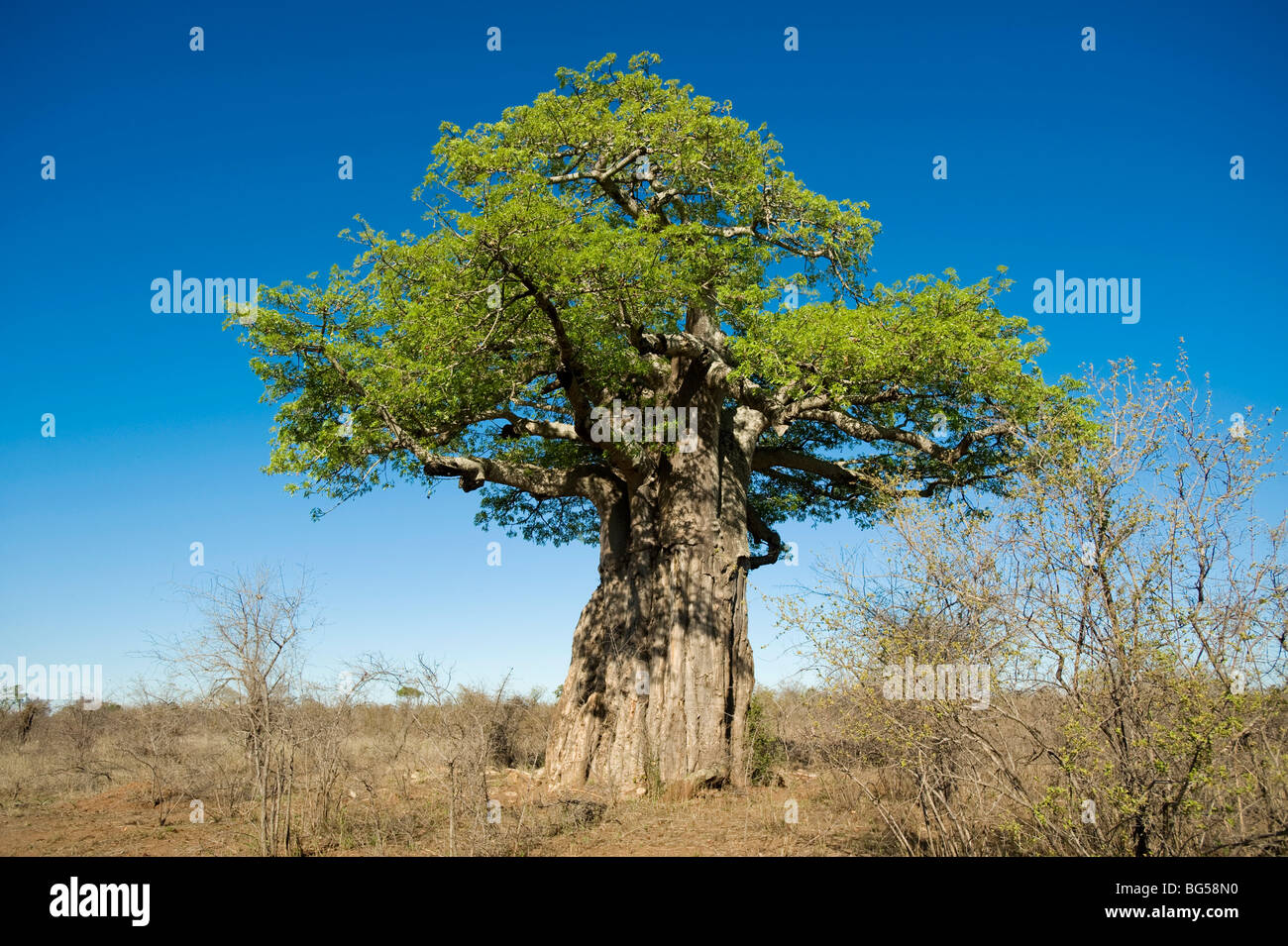 Boabab Tree. Kruger National Park. South Africa.  A giant baobab tree in the African bush Stock Photo