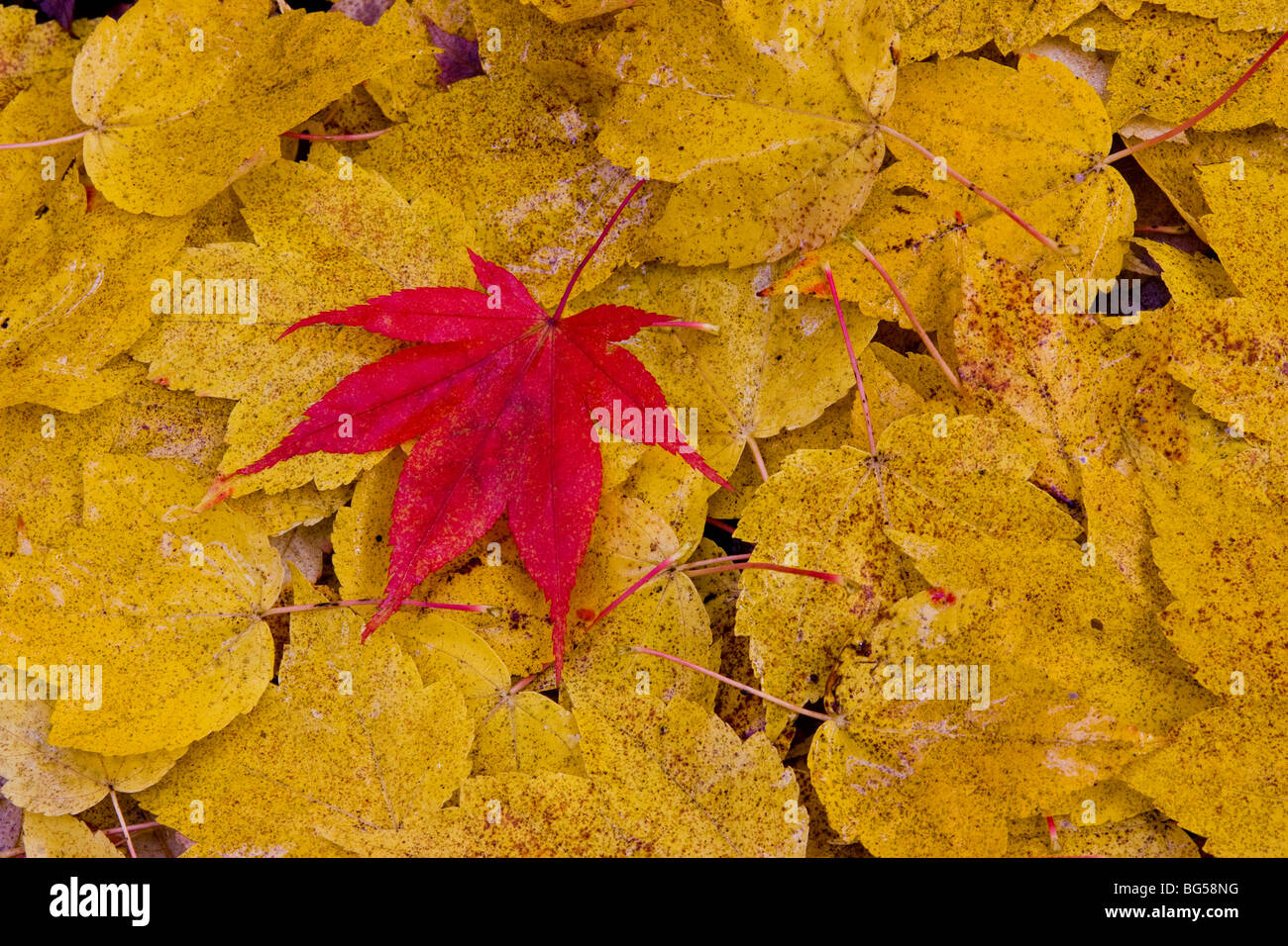 Red on Yellow Stock Photo