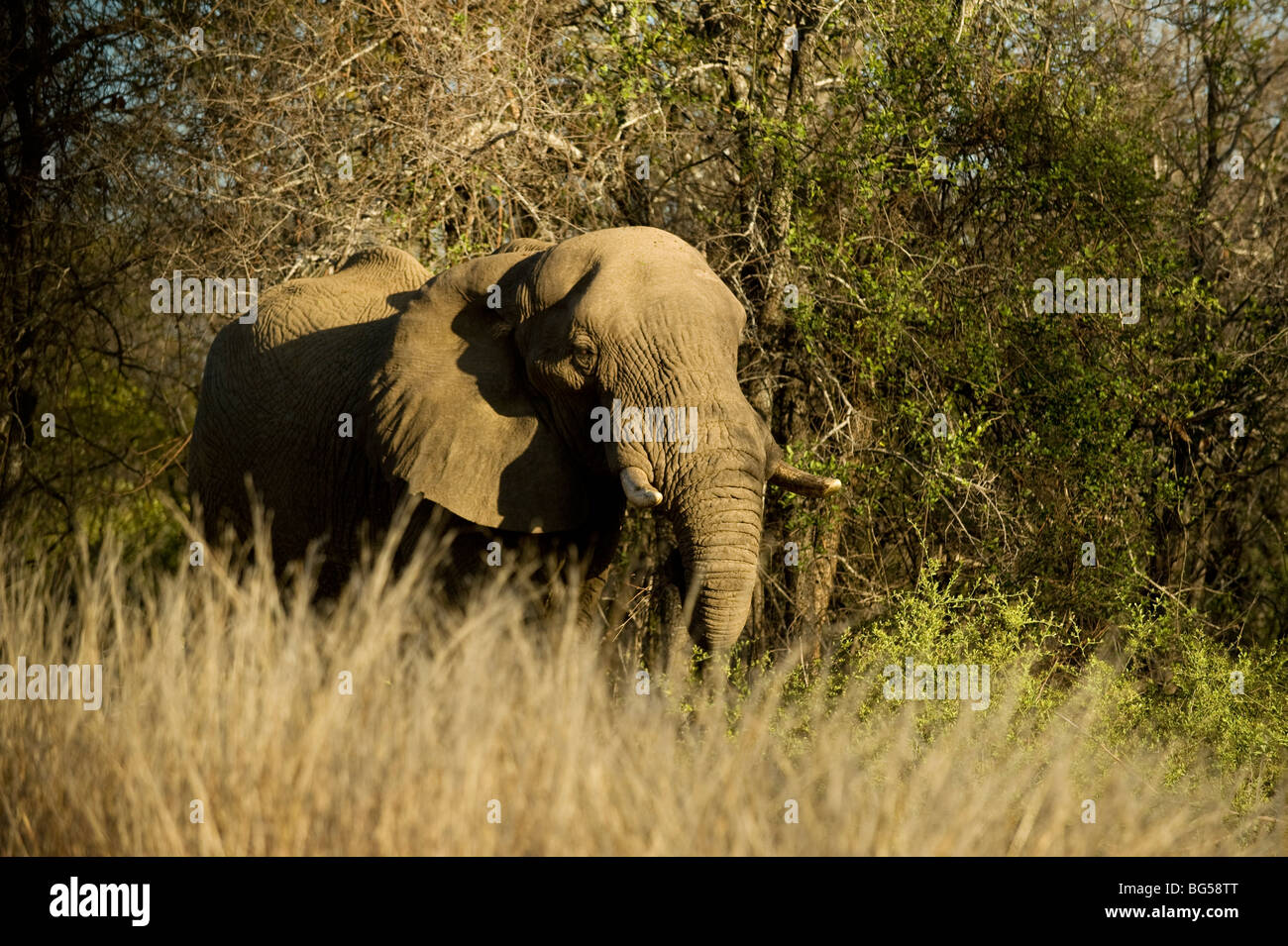 African Elephant. Kruger National Park. South Africa Stock Photo