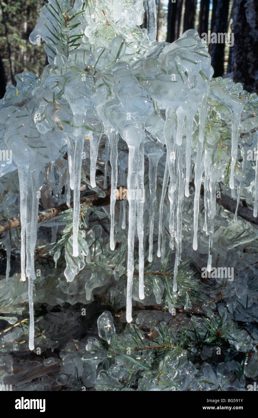 Rime ice and icicles formed on Douglas fir branches, New Mexico, USA Stock Photo