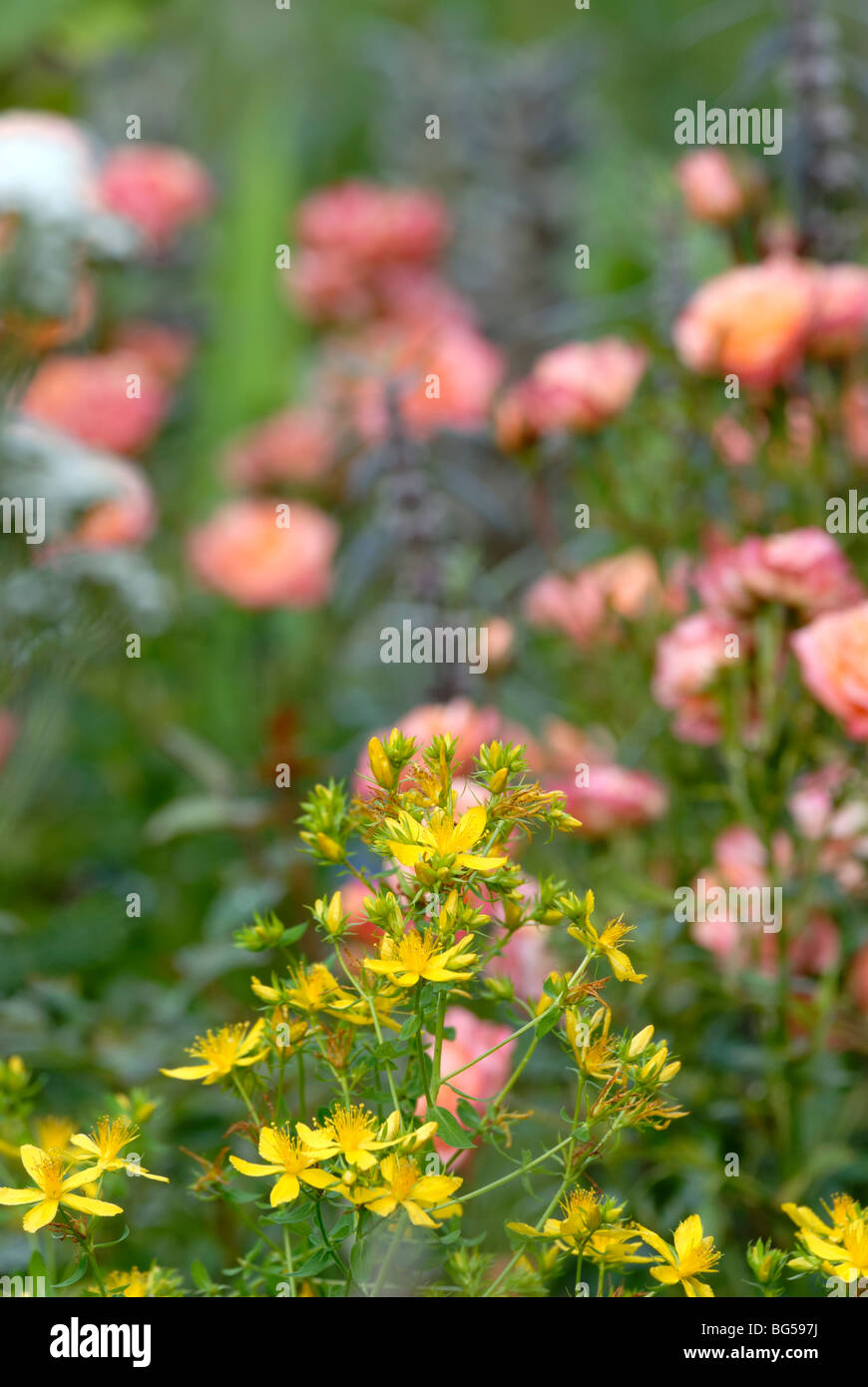 Hypericum perforatum, Perforate St Johns Wort with roses and Motherwort in the background. Stock Photo