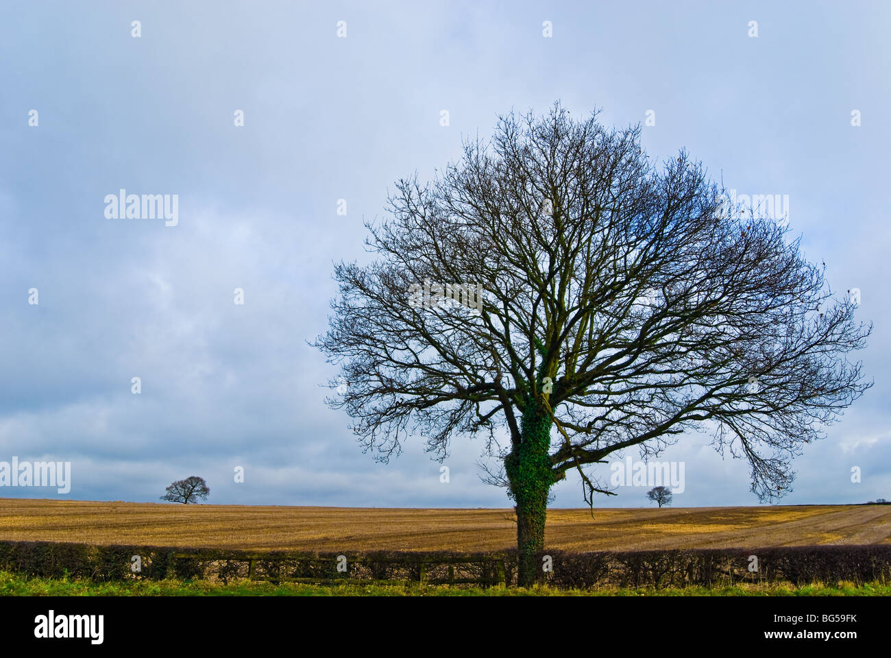 Tree in front of a field Stock Photo - Alamy