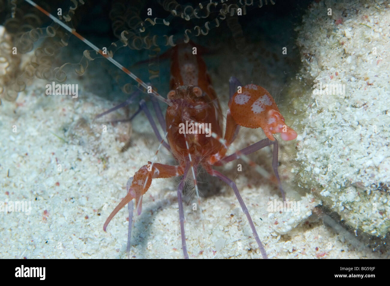 A Red Snapping Shrimp in a corkscrew anemone in Little Cayman. Stock Photo