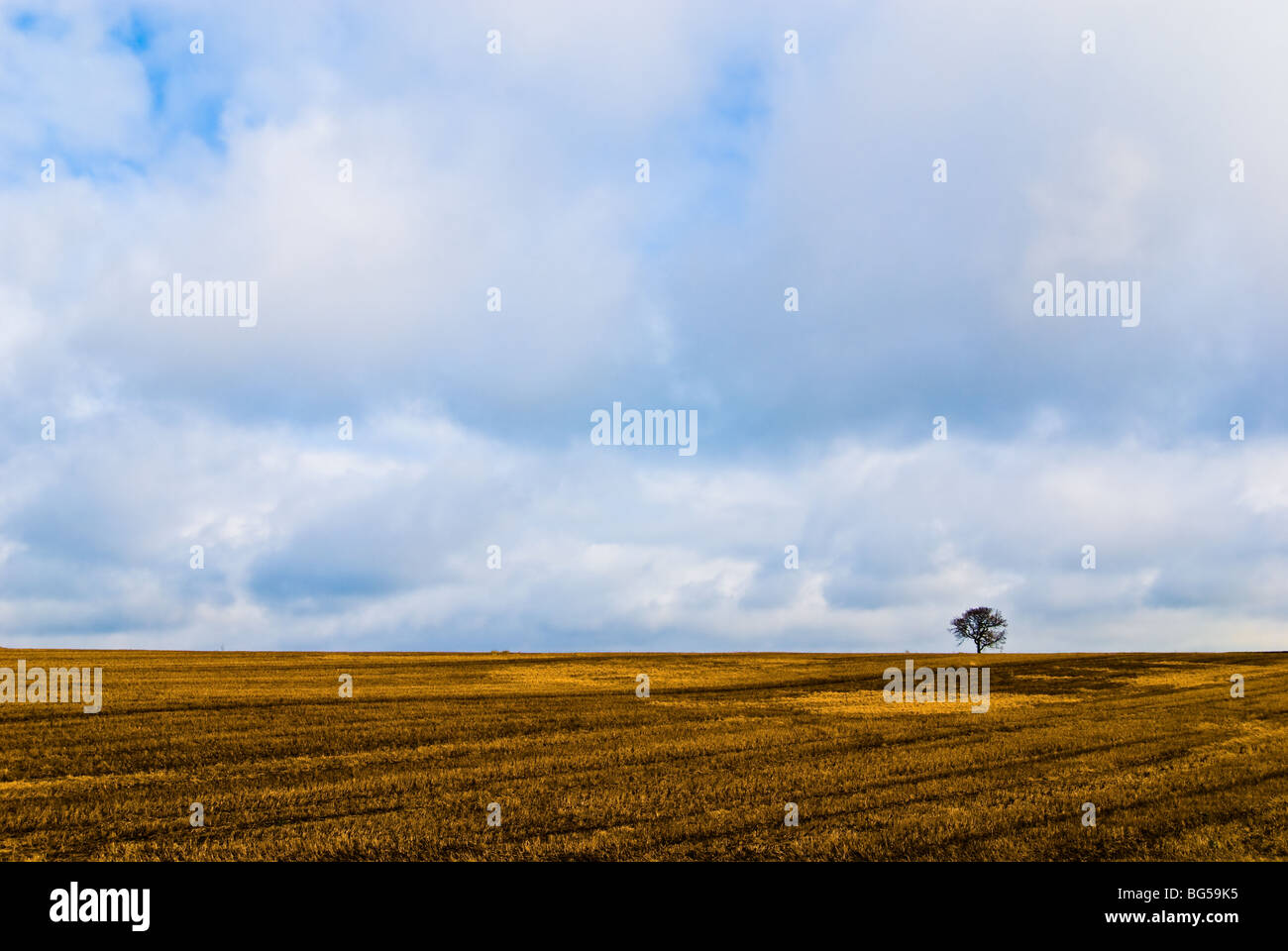 Solitary Tree on Horizon Stock Photo
