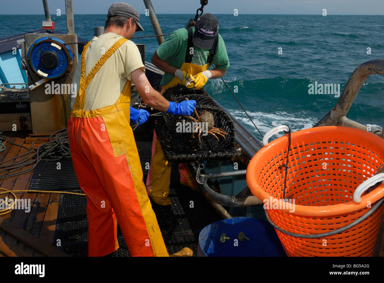 Lobster fishermen retrieving a Spider Crab from a pot and baiting the pot with fish, Cardigan Bay, Wales. Stock Photo