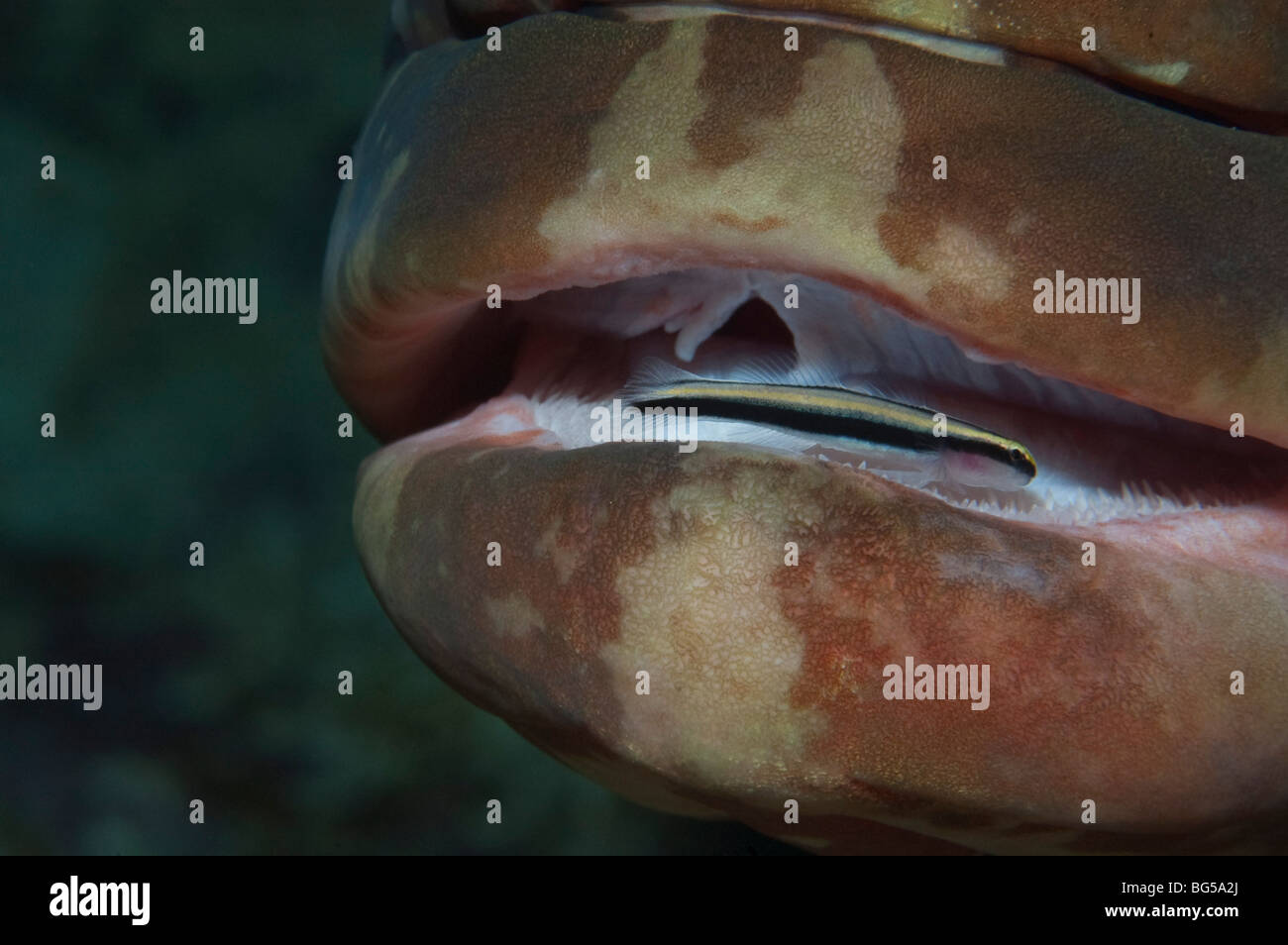A Nassau Grouper at a cleaning station with a Cleaning Goby in its open mouth in Little Cayman. Stock Photo