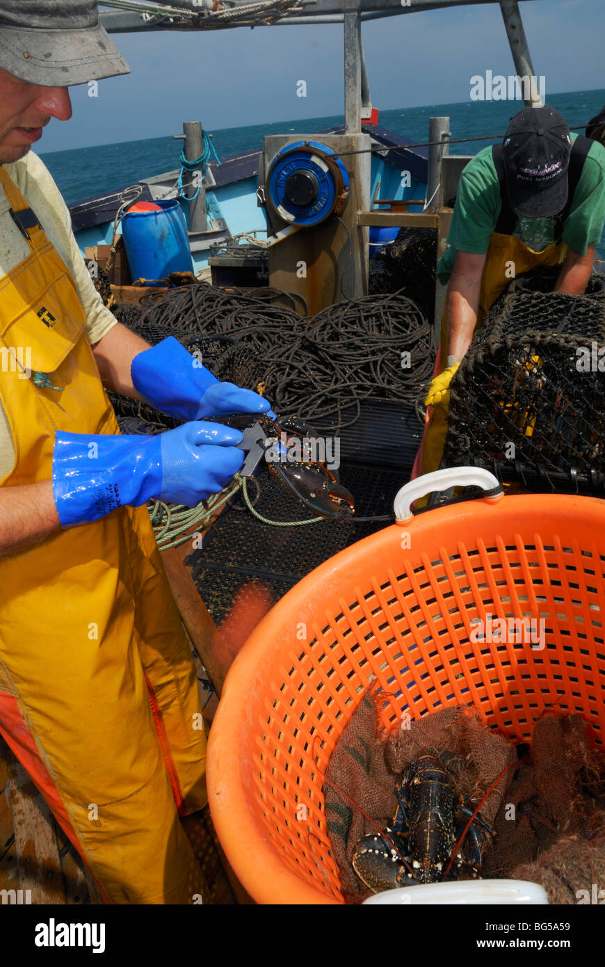 Lobster fisherman measuring the carapace of a lobster while the pot is