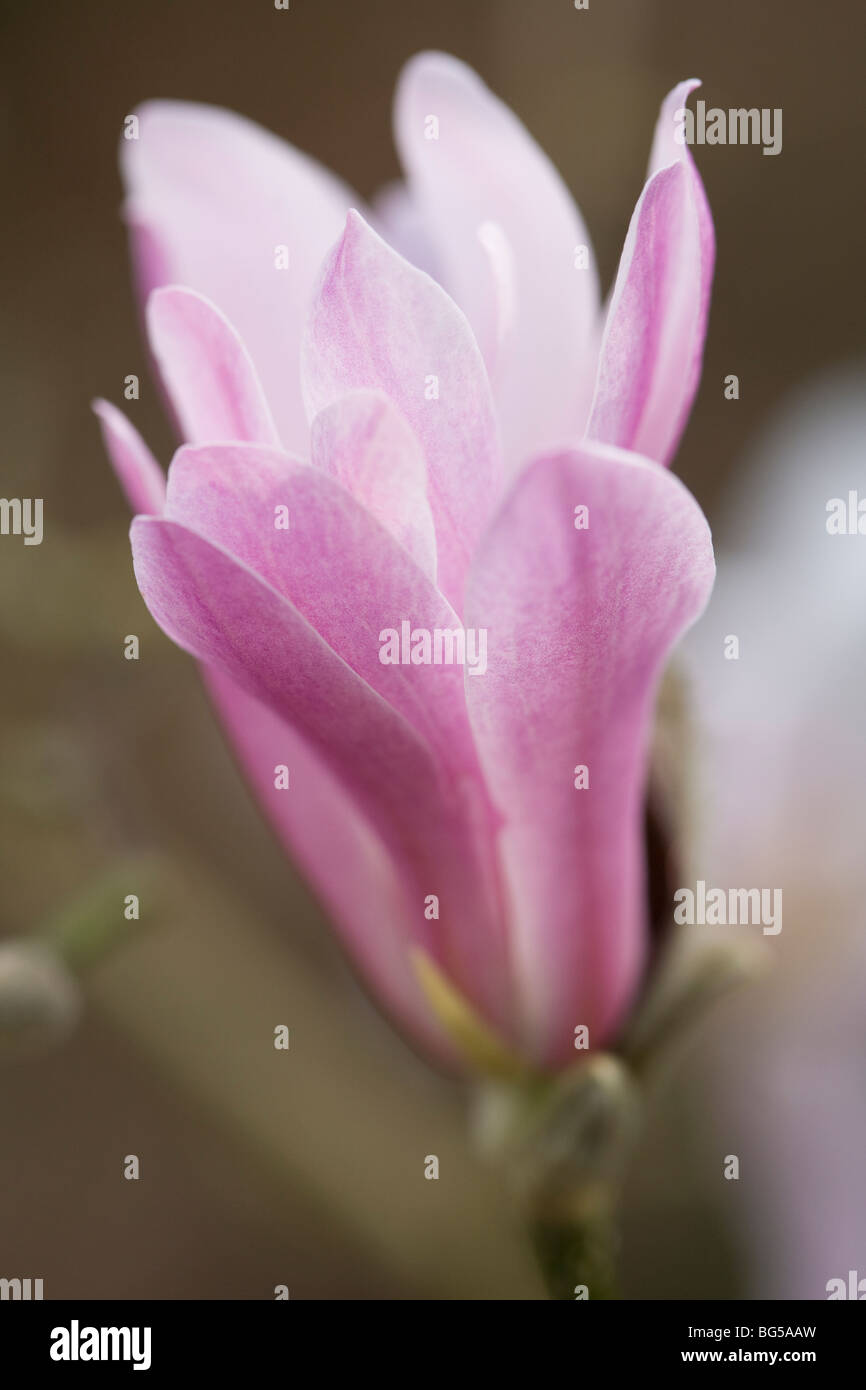 Soft pink magnolia flower hi-res stock photography and images - Alamy