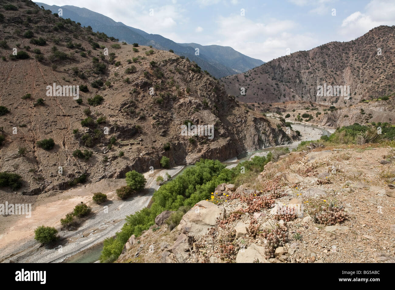 Stonecrops above a river valley in the High Atlas Mountains, Morocco Stock Photo