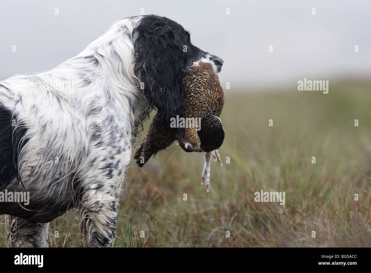 Spaniel Gun Dog with Red Grouse Stock Photo