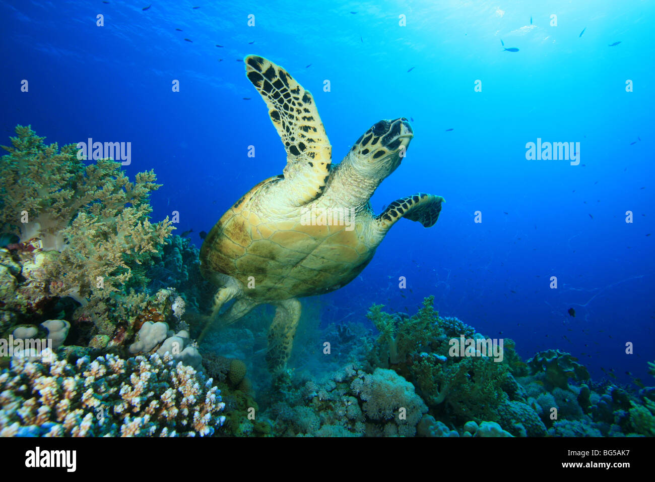 Sea Turtle taking off Stock Photo - Alamy