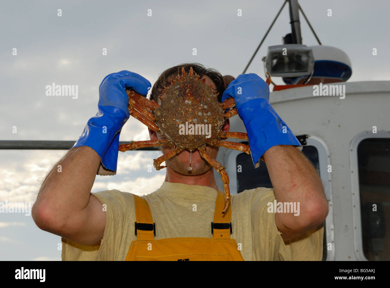 Fisherman holding a Spider Crab, Maia squinando in front of his face, onboard a fishing boat, Wales Stock Photo