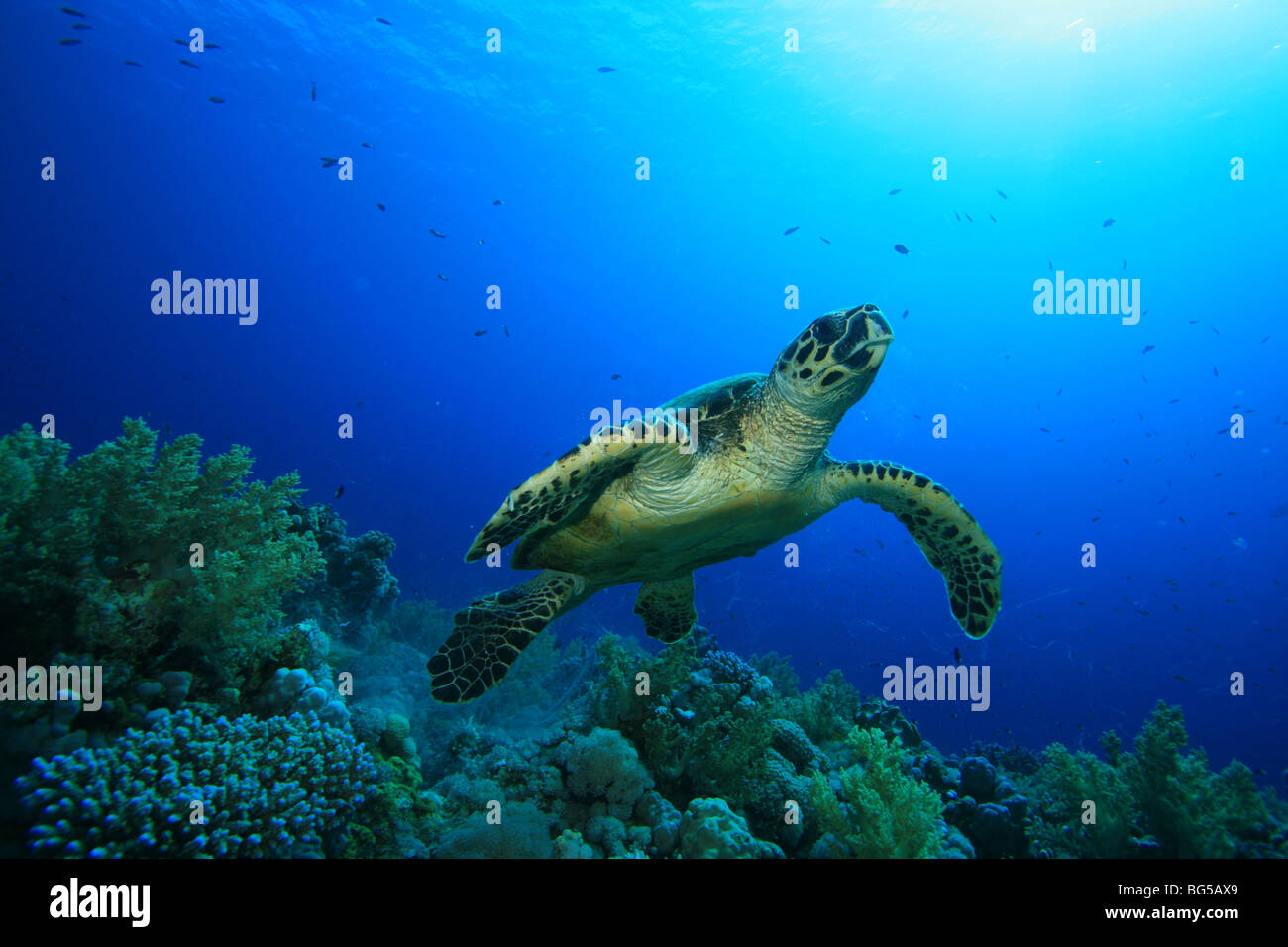 Sea Turtle taking off Stock Photo - Alamy