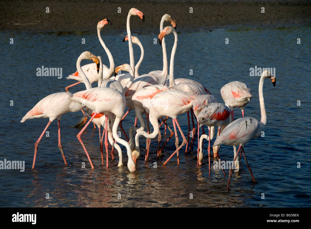 Greater Flamingos (Phoenicopterus ruber) at Camargue Regional Nature Park, Provence, France Stock Photo