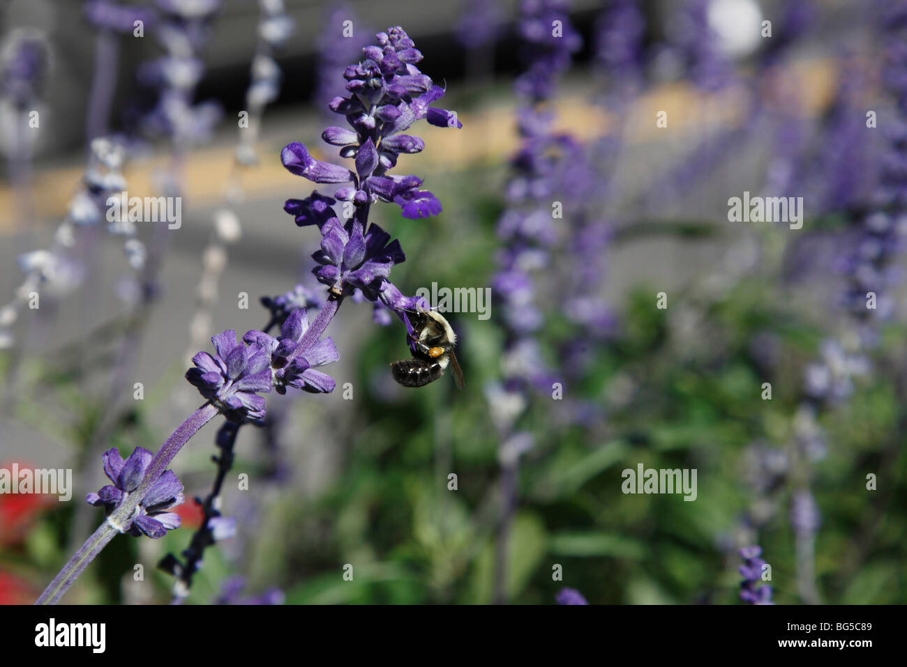 Purple meadow Clary Salvia pratensis with bumble bee no not people nobody isolated from above overhead in USA Stock Photo