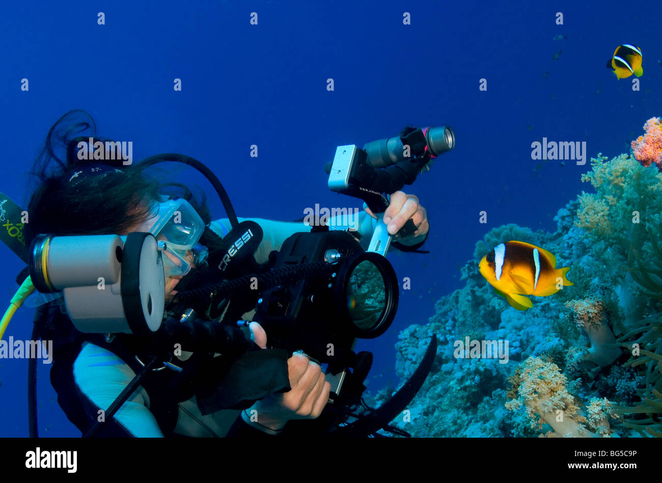 Underwater photographer scuba diving, ras mohammed, national park, Egypt, anemone fish, anemone, photographer, scuba, ocean Stock Photo