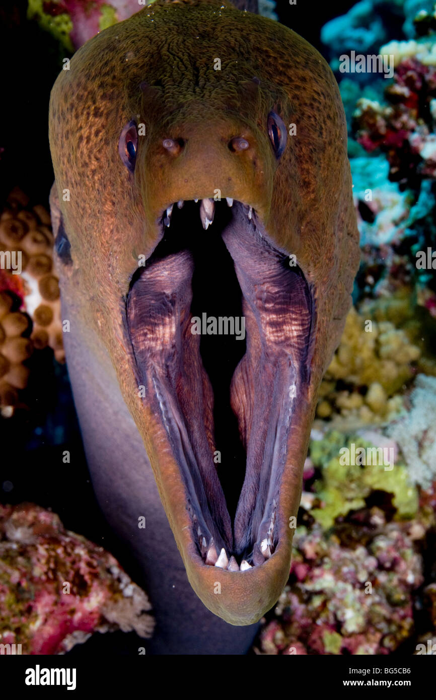 Red Sea coral reefs, ras mohammed, national park, Egypt, moray eel, teeth, aggressive, ocean, scuba, diving, deep, behavior Stock Photo