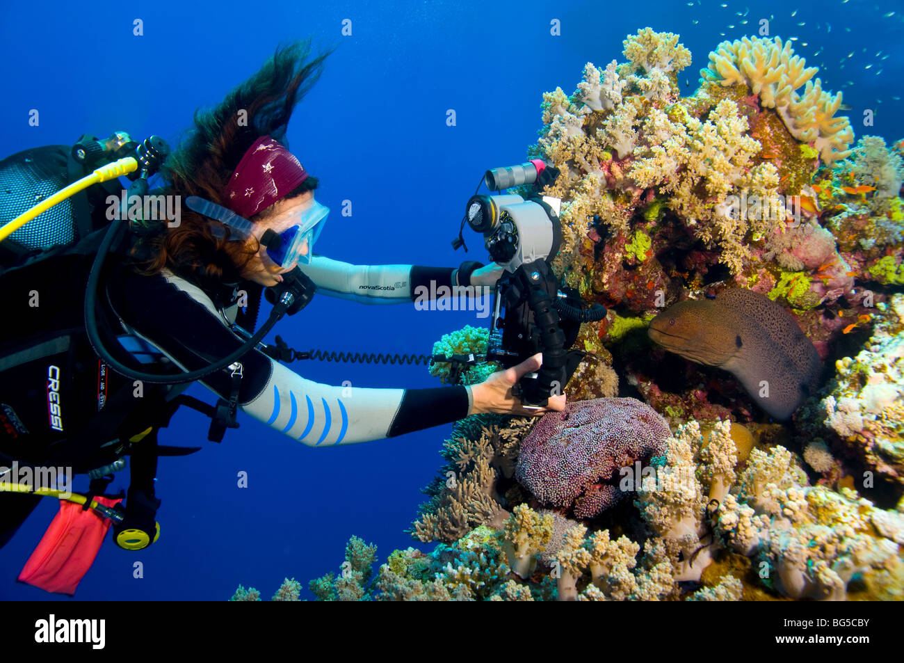 Underwater photographer scuba diving, ras mohammed, Egypt, colorful, moray eel, blue water, tropical reef, scuba, diving, ocean Stock Photo