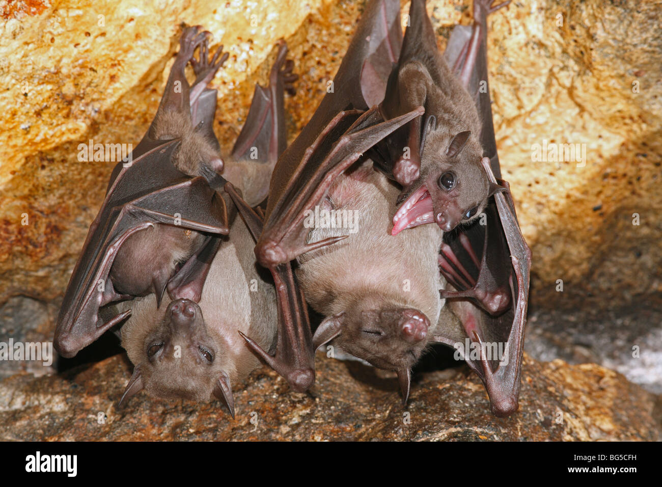 Geoffroy's Rousette, or Common Rousette Bats, Rousettus amplexicaudatus, roosting in the cave at Pura Goa Lawah, or Bat Cave Temple in Bali, Indonesia Stock Photo