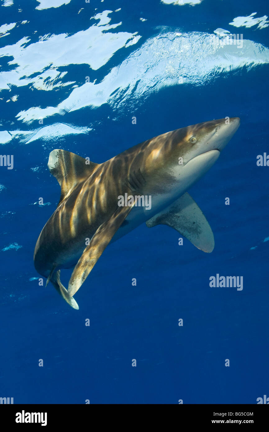 Oceanic white tip shark in the Red Sea, Egypt, predator, hunting, shallow water, blue water, clear water, underwater, stunning Stock Photo
