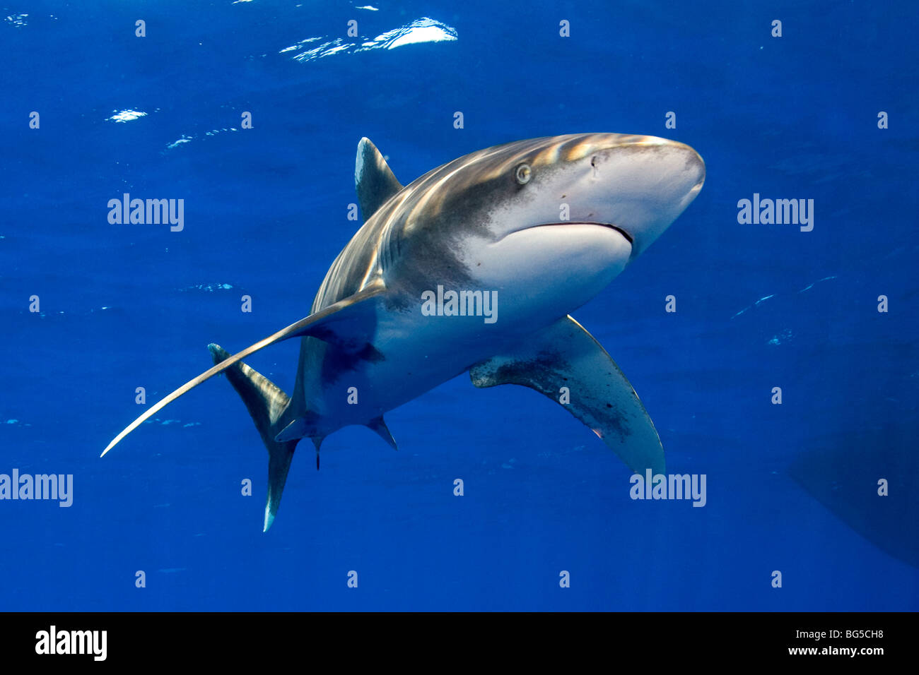 Oceanic white tip shark in the Red Sea, Egypt, predator, hunting, awesome, blue water, fins, underwater, Elphistone, fins, Stock Photo
