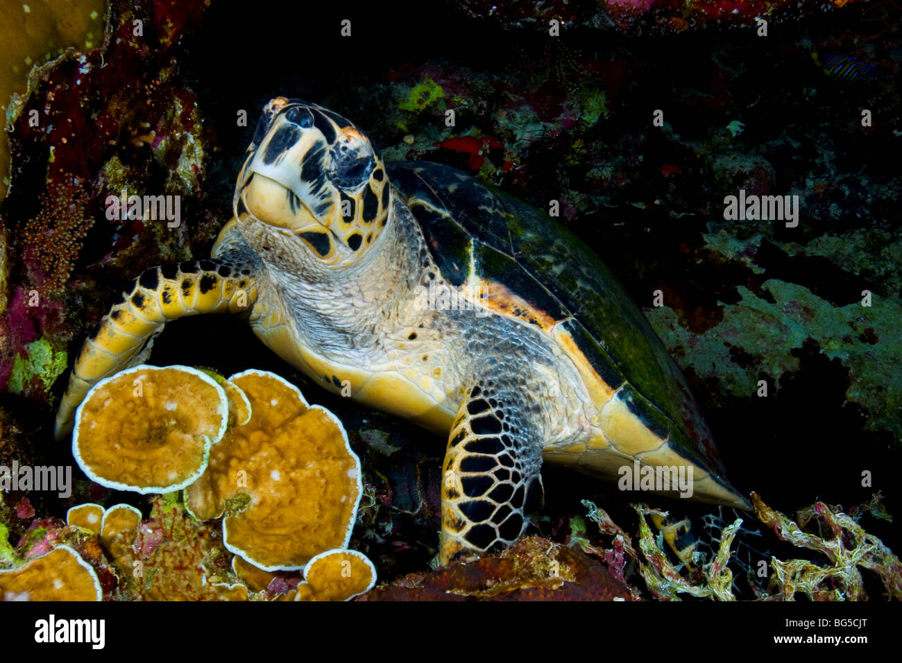 Red Sea coral reefs,  Ras Mohammed, national park, turtle, ocean, scuba, underwater, ocean, sea, scuba, diving, hard coral Stock Photo