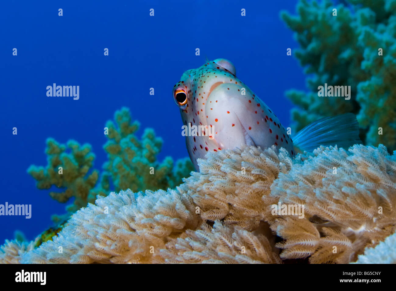 Red Sea coral reefs, Ras Mohammed, national park, goby fish, coral reef, tropical reef, blue water, ocean, sea, scuba, diving Stock Photo