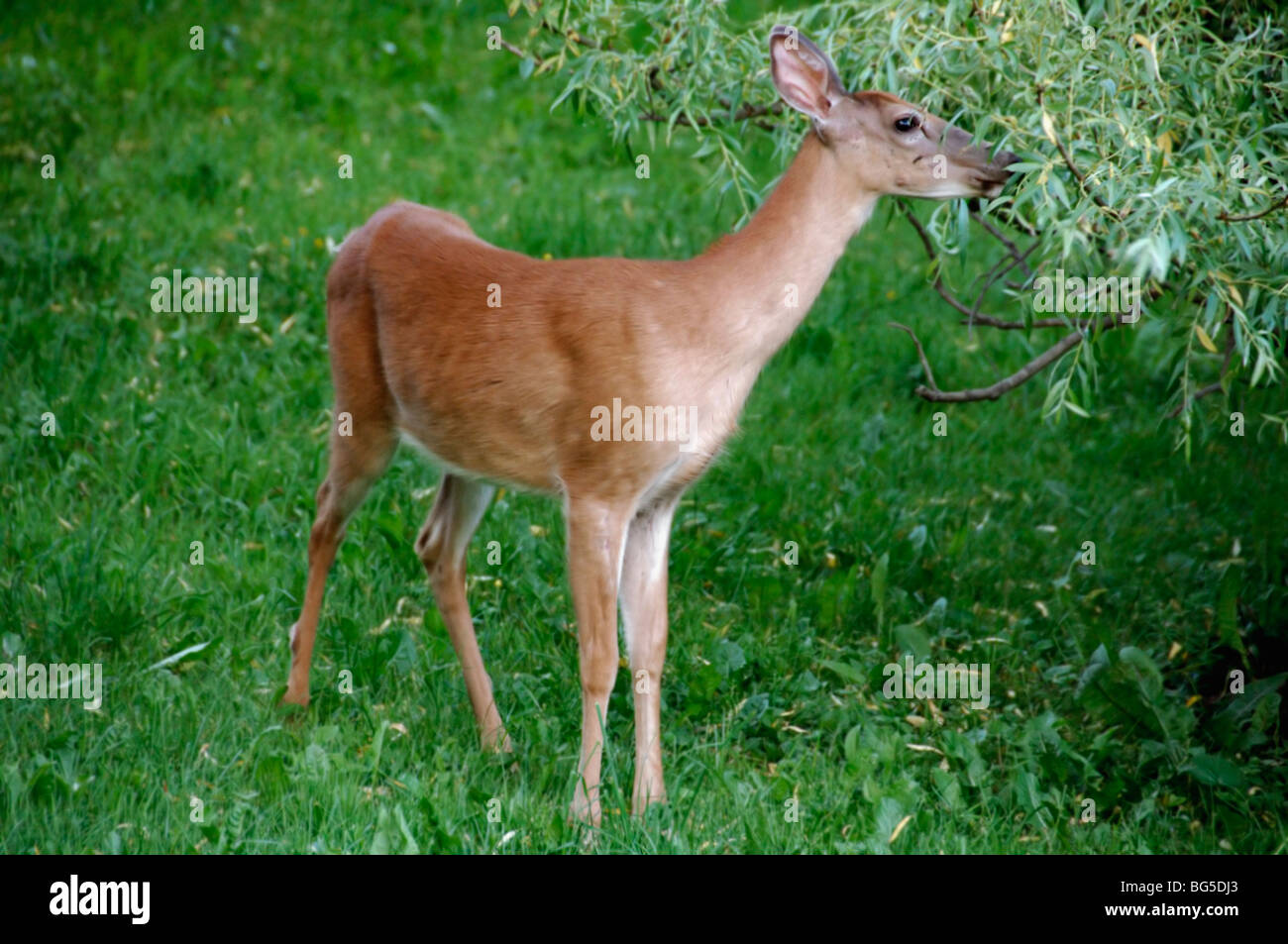 A deer eating the leaves of a weeping willow tree Stock Photo Alamy