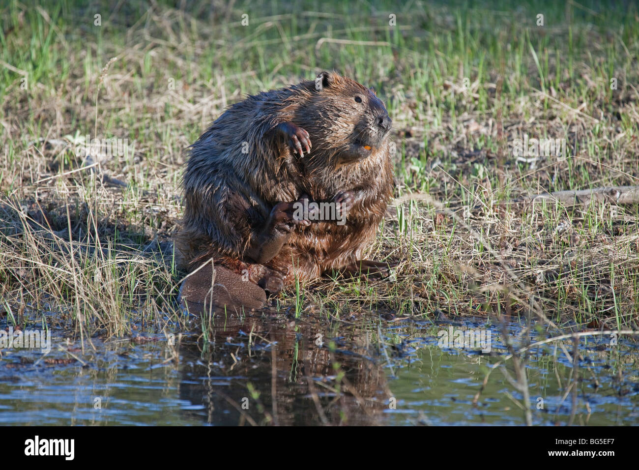 In the early evening on the bank of Snake River at Oxbow Bend, Grand Teton National Park, a beaver scratches its belly. Stock Photo