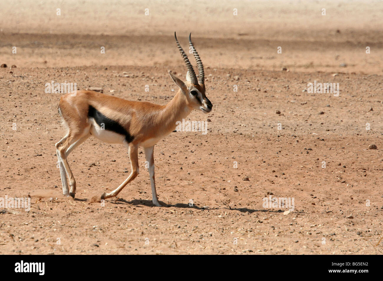 THOMSON'S GAZELLE Gazella thomsoni Stock Photo - Alamy