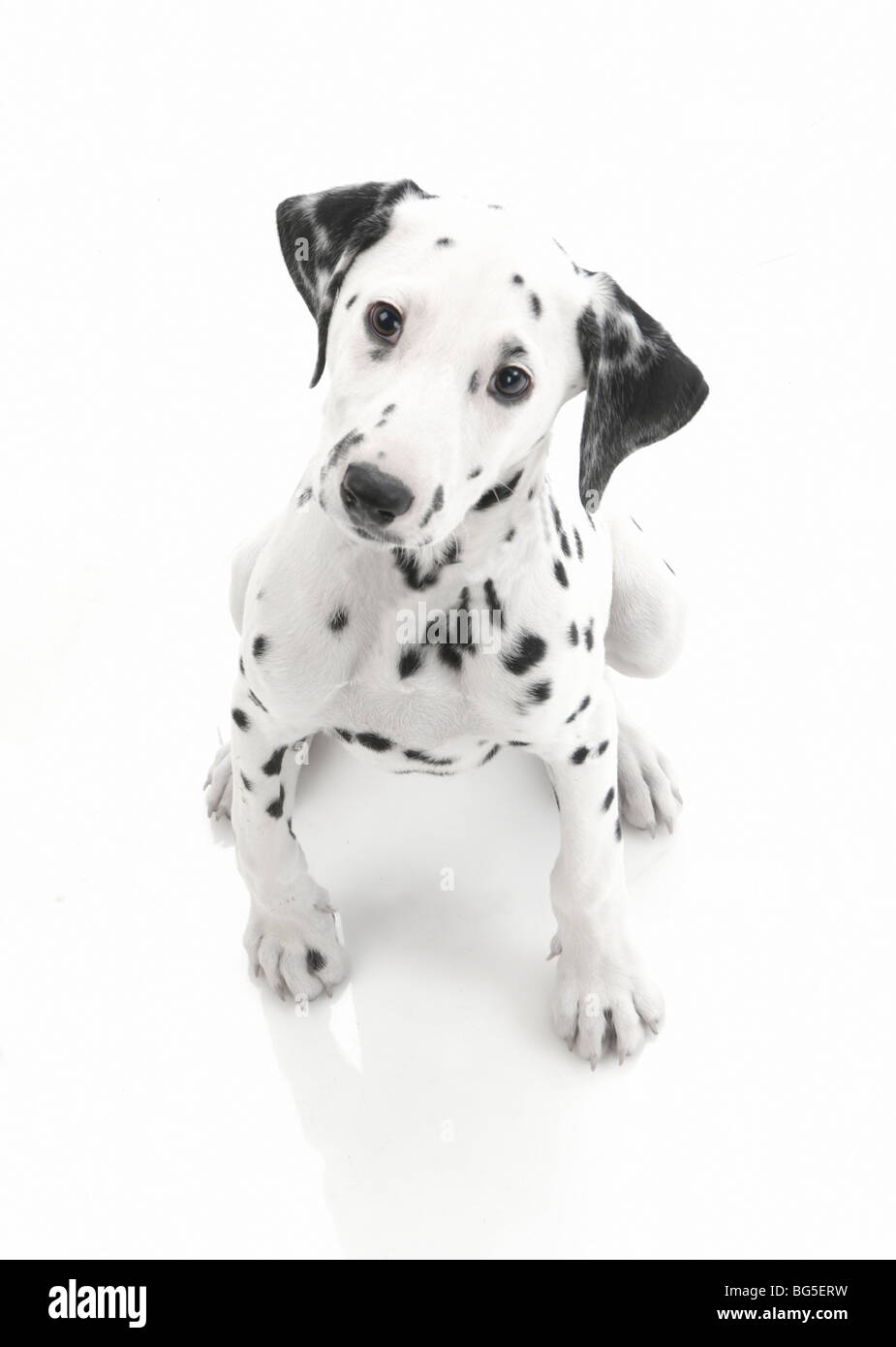 Dalmatian puppy shot in white studio looking up at the camera with cute puppy dog eyes Stock Photo