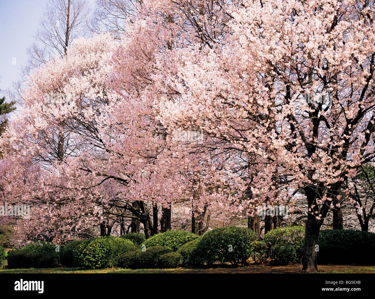 Cherry blossoms Shinjuku Gyoen park Shinjuku Tokyo Japan Stock Photo ...