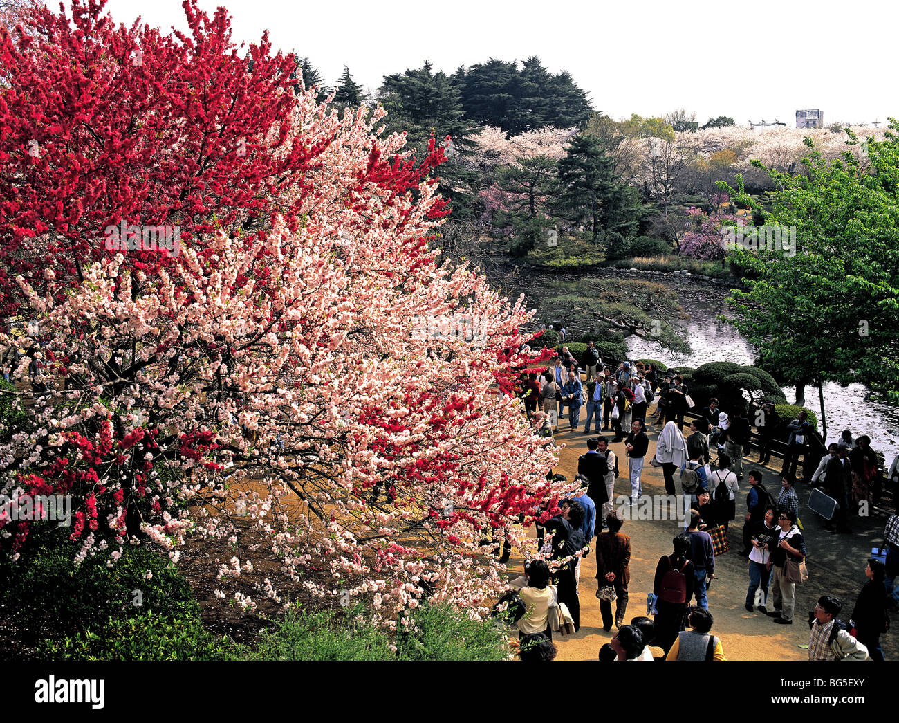 Cherry blossoms Shinjuku Gyoen park Shinjuku Tokyo Japan Stock Photo ...