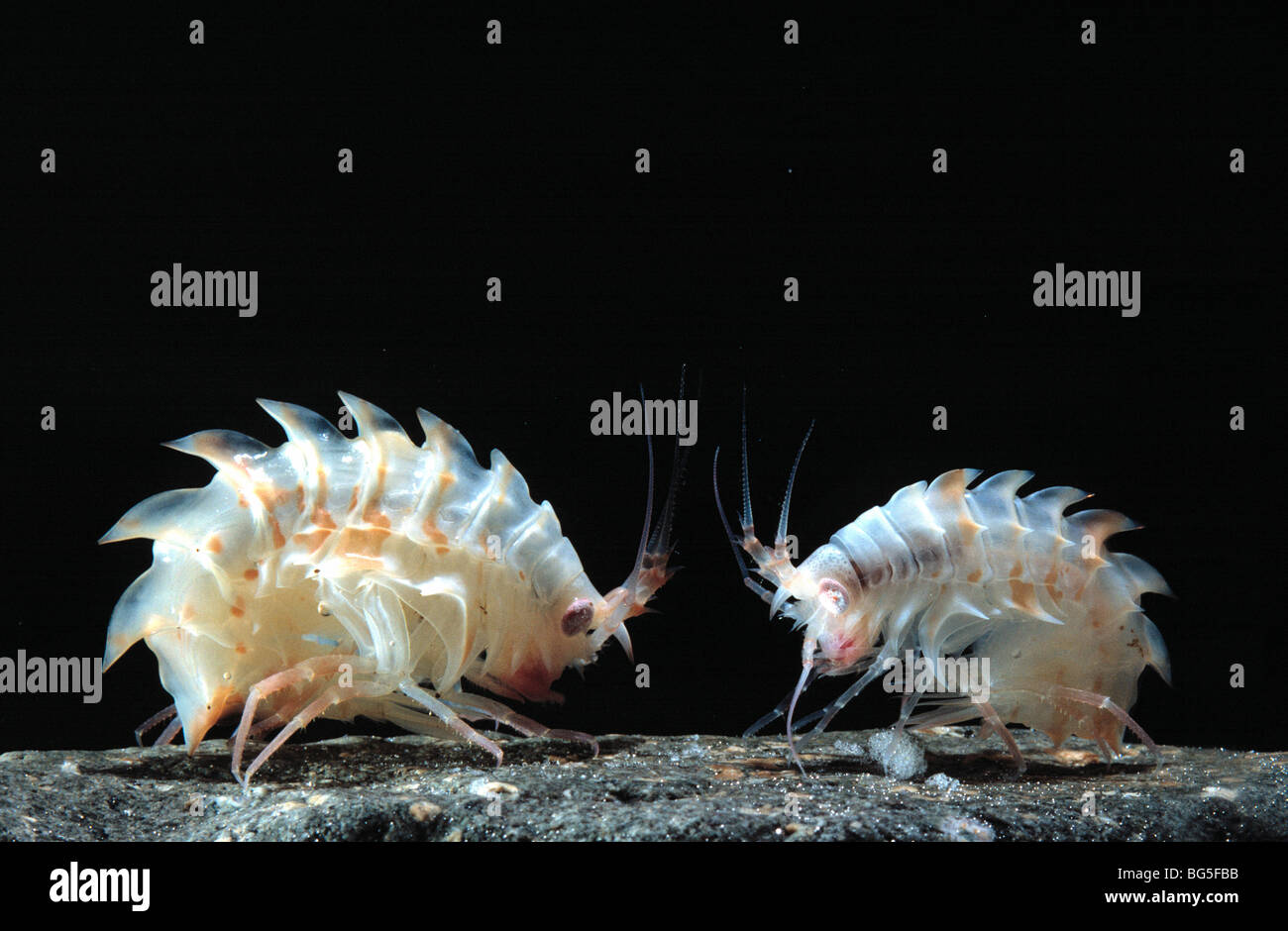 epimeria, epimeria macrodonta Stock Photo - Alamy