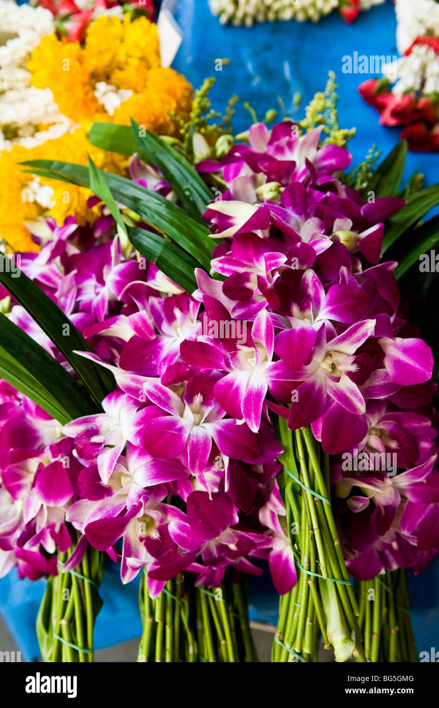 Beautiful Orchids sold in the vibrant markets in Thailand. Stock Photo