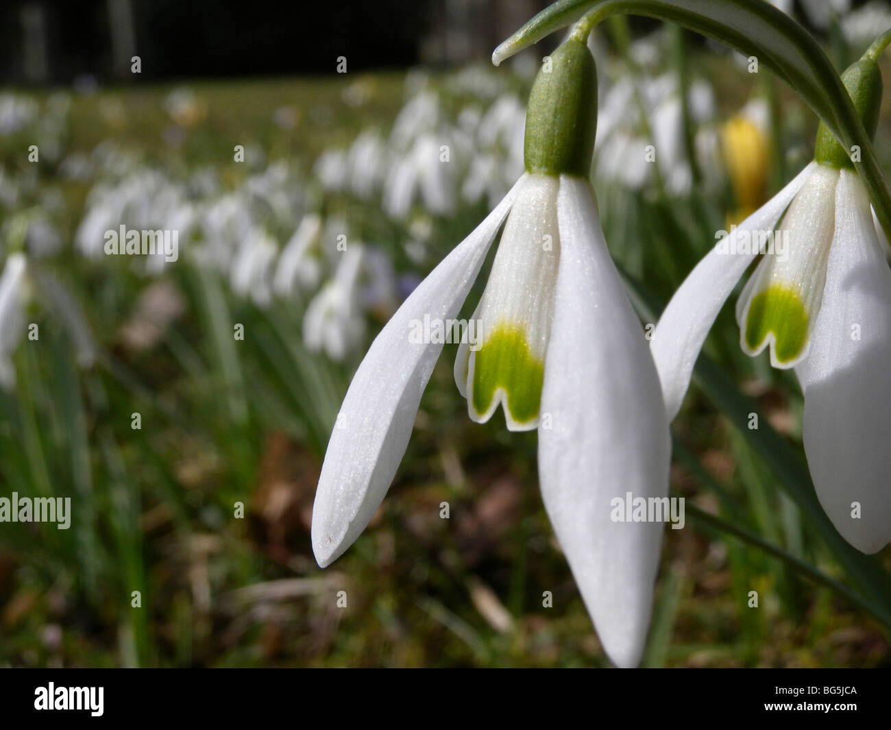 Schneeglöckchen, Frühlingsblumen im Garten, Insel Usedom, Mecklenburg-Vorpommern, Deutschland | spring flowers in garden, Isle  Stock Photo