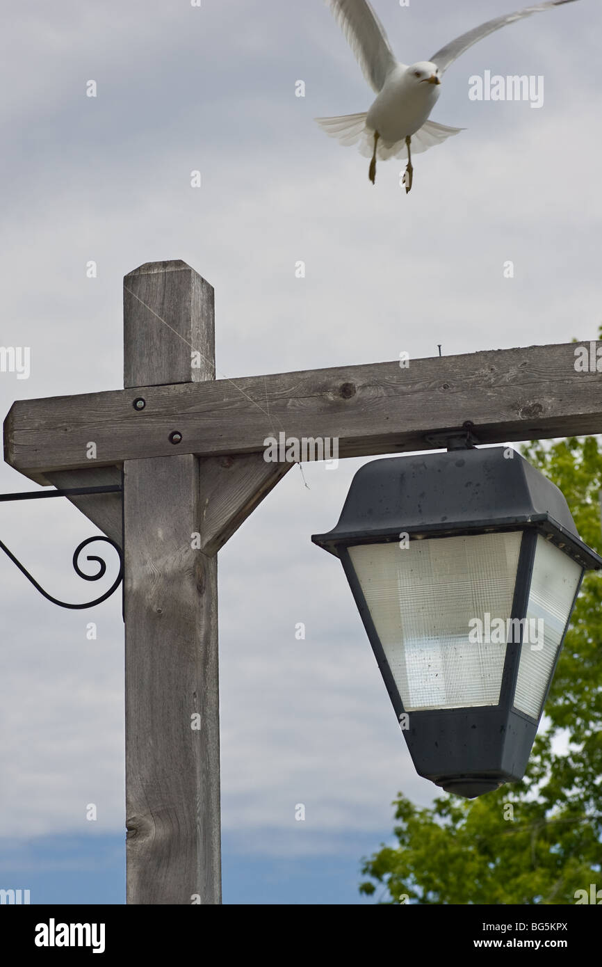 https://c8.alamy.com/comp/BG5KPX/a-seagull-coming-in-for-a-landing-on-a-wooden-lamp-pole-BG5KPX.jpg