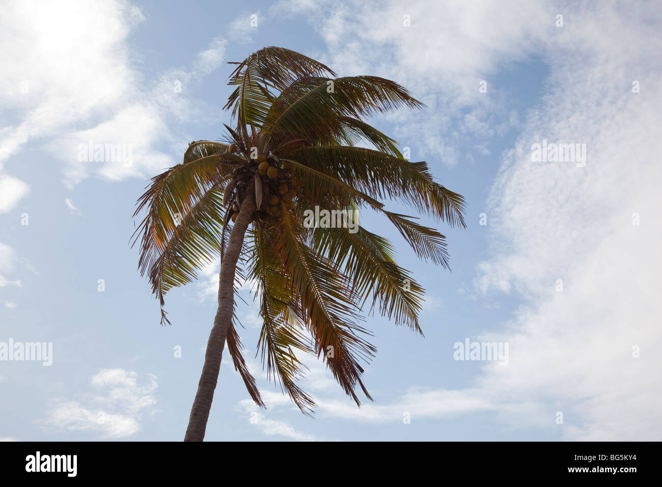 Palm tree, Sri Lanka. Stock Photo