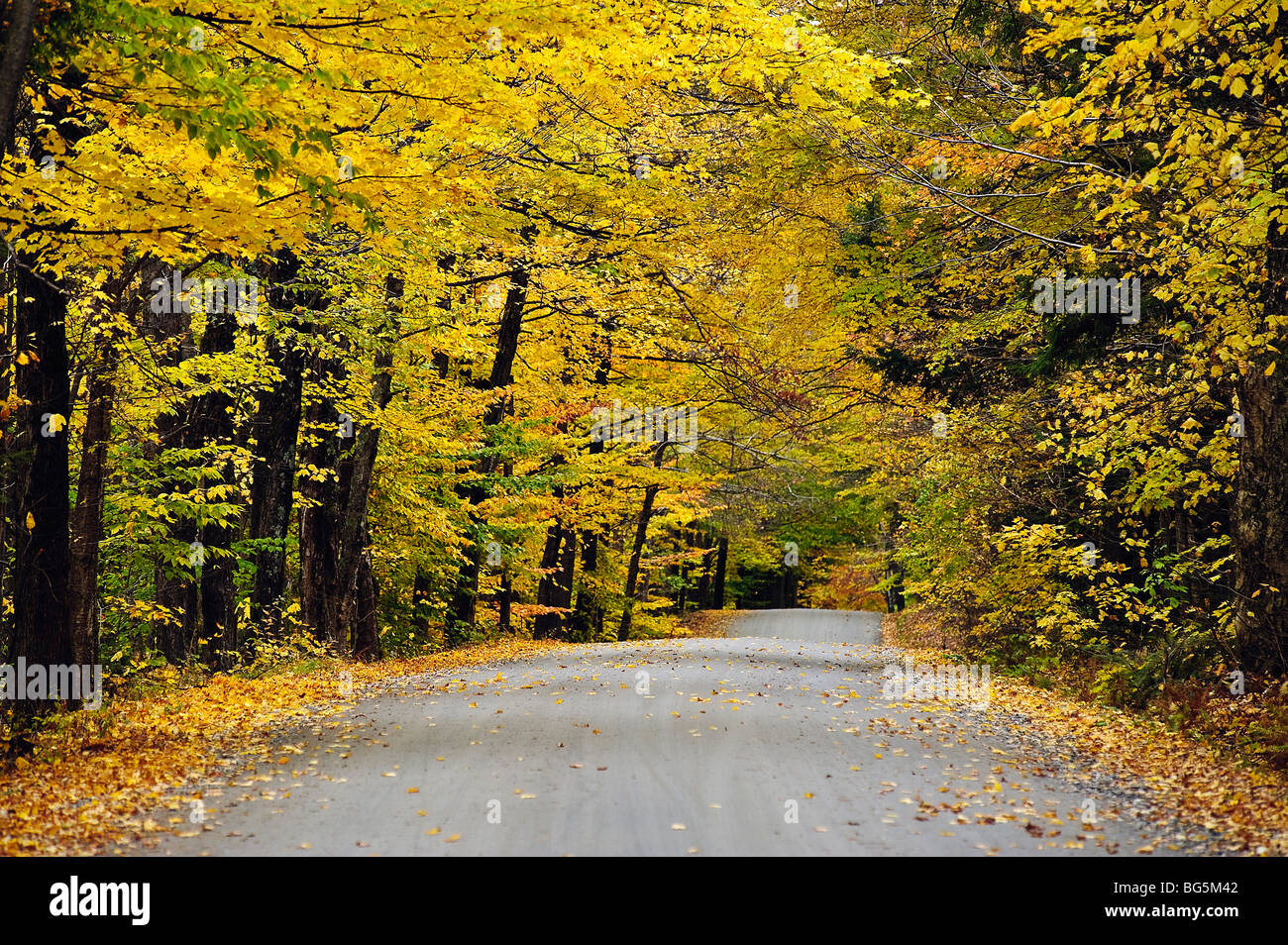 Autumn country road, Vermont, USA Stock Photo