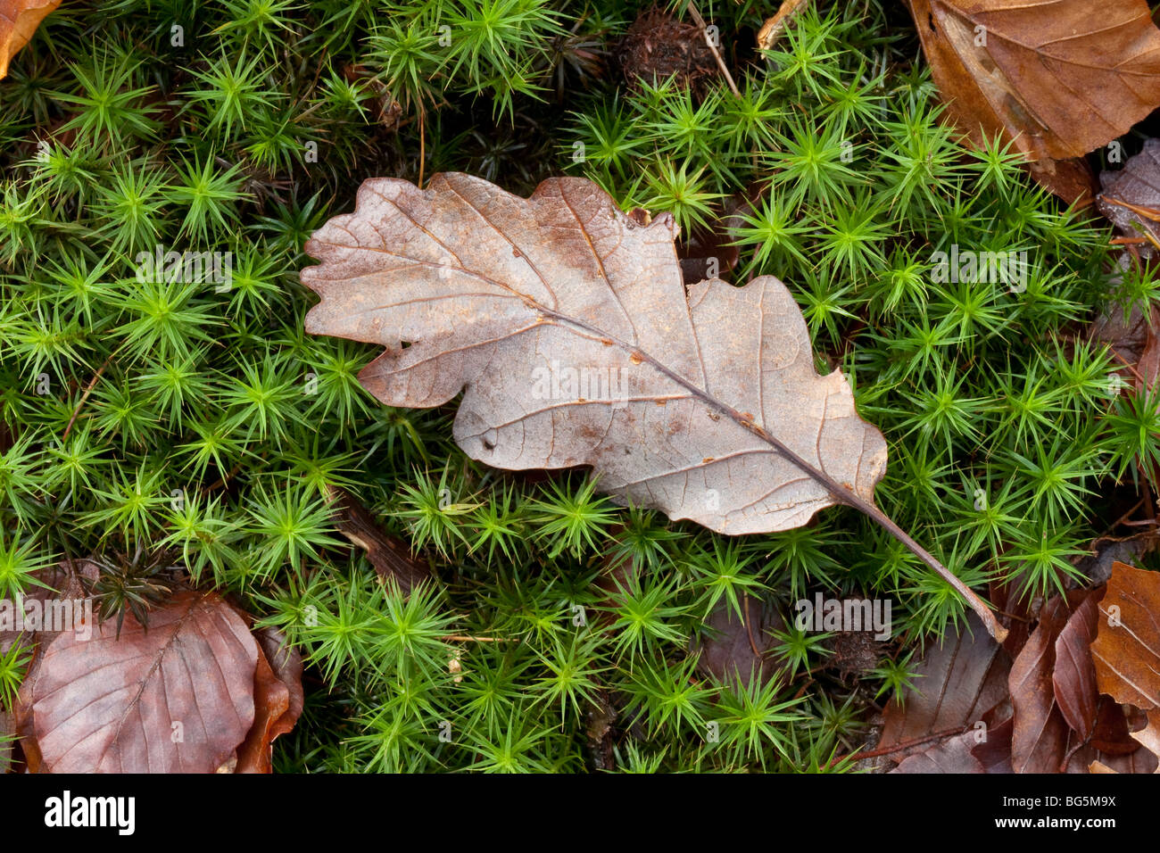 Fallen Oak leaf on moss, Polytrichum formosus, Derbyshire Stock Photo