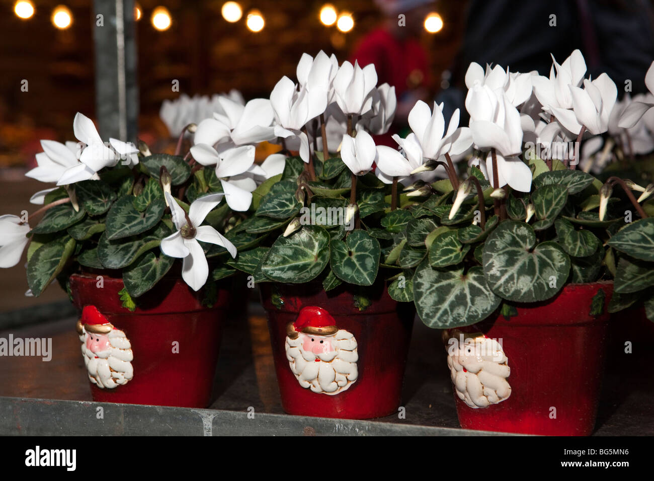 UK, England, Manchester, Albert Square, Continental market white cyclamen plants for sale in santa face pots Stock Photo