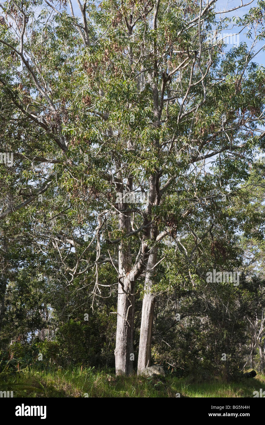 Mature koa tree in South Kona forest. Stock Photo