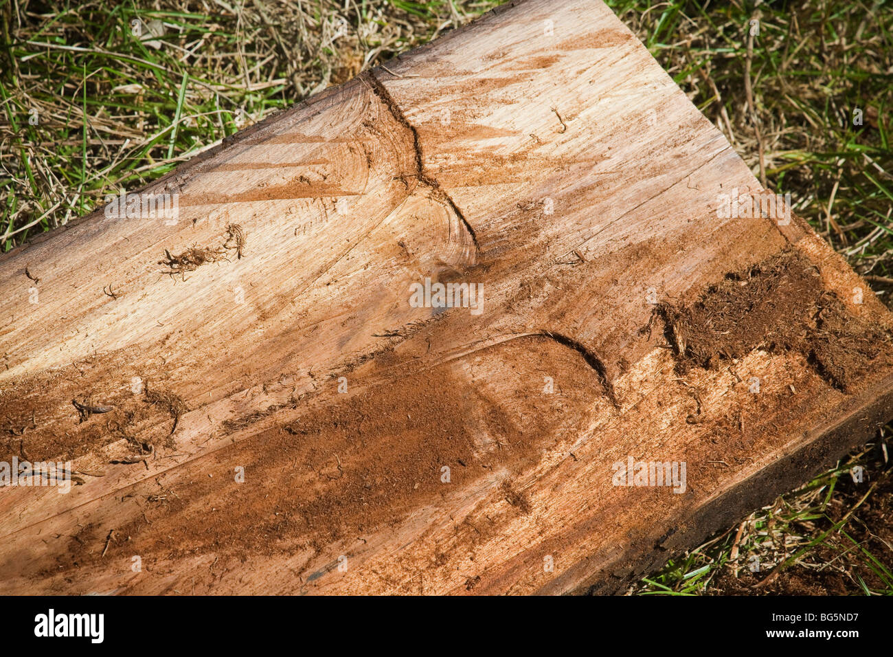 Koa log harvested in South Kona, Hawaii forest Stock Photo