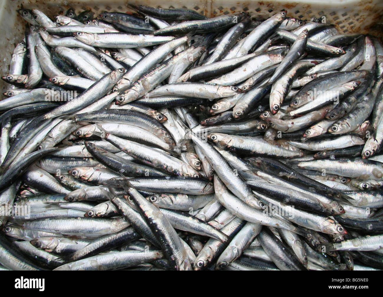 .Essaouira harbour sardines Stock Photo