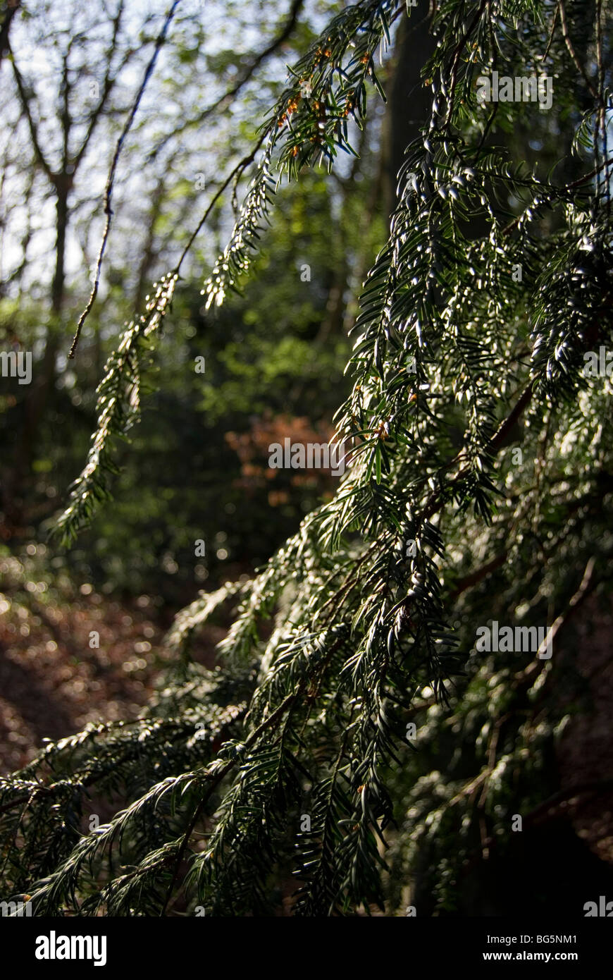 Yew leaves, Taxus baccata Stock Photo