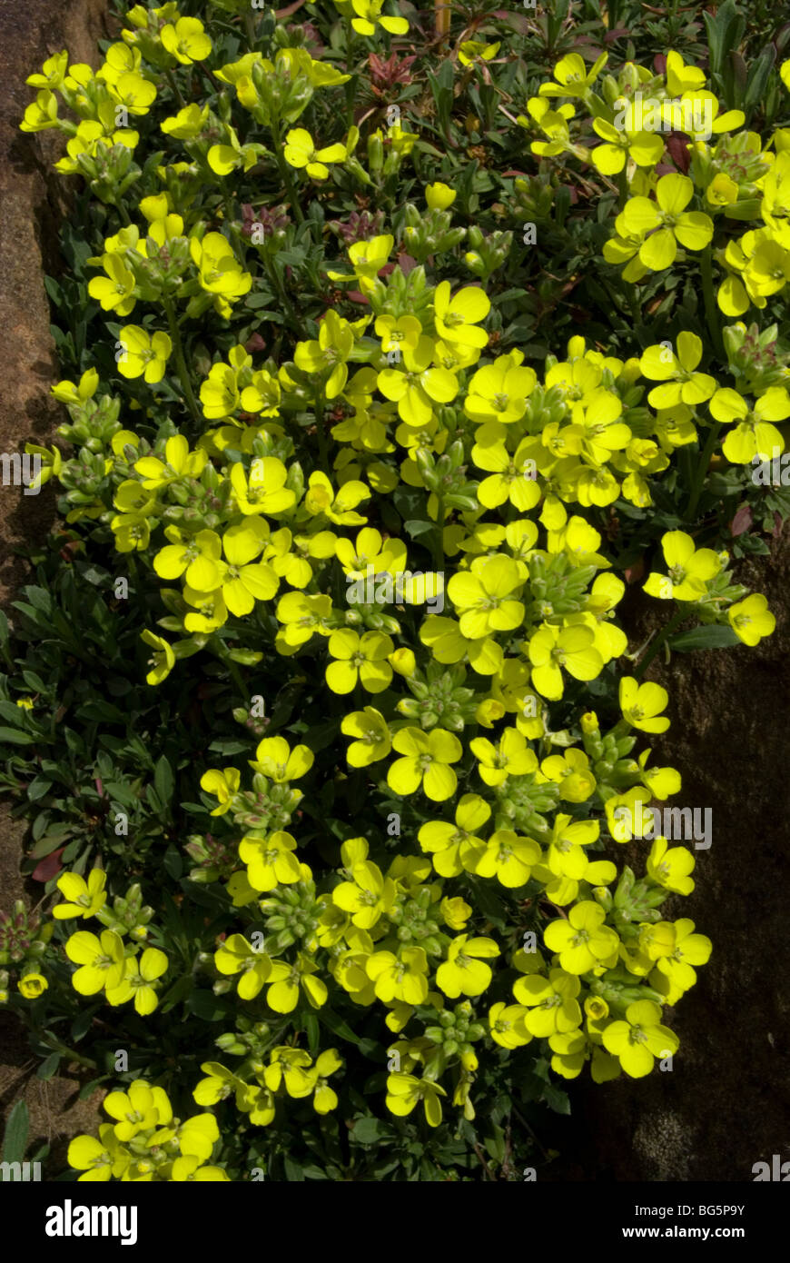 Erysimum 'Bernwode Lemon' Stock Photo